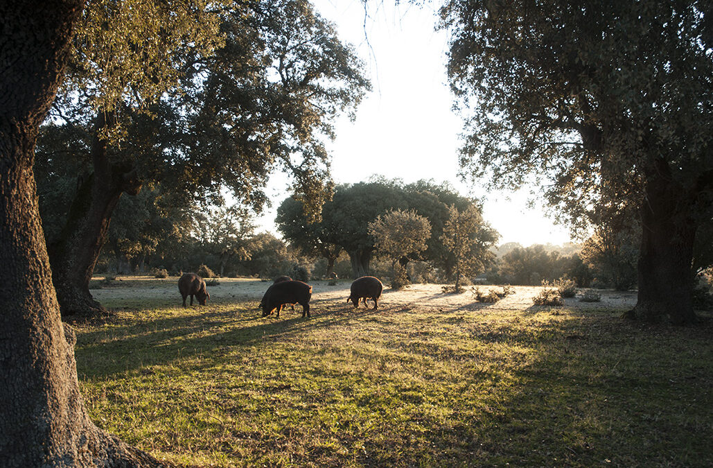La época de la montanera: Donde nace la magia del ibérico